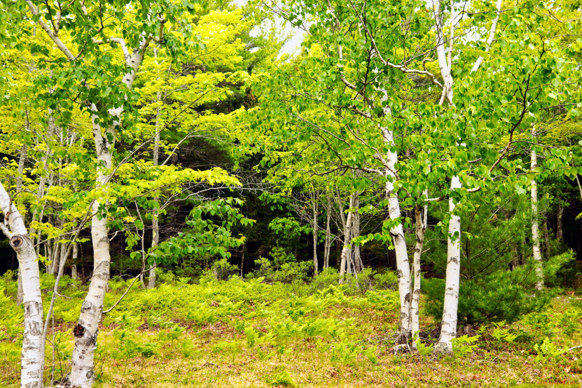 Birch. Березовая роща Томск. Дубово березовый лес. Берёза ойковская. Карликовая береза роща.